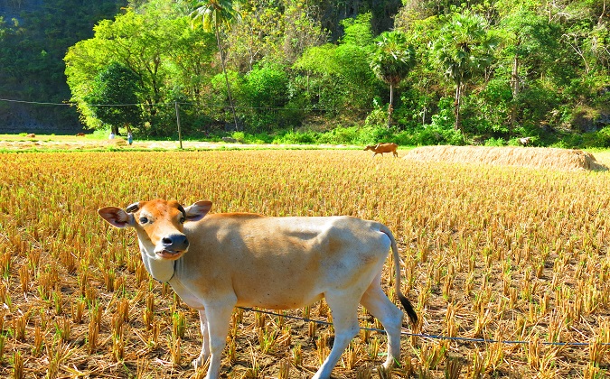 Sapi Sulawesi